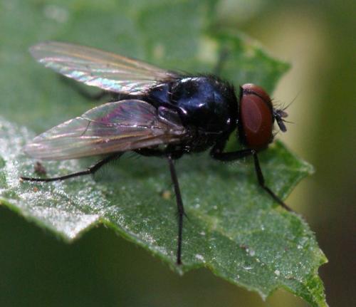 Réf. 247 056 : Hydrotaea capensis